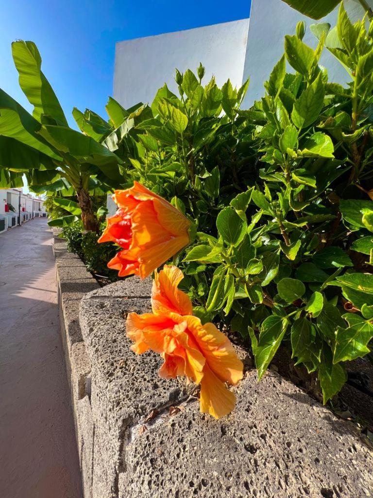 Apartament Malibu Blue Costa Adeje  Buitenkant foto